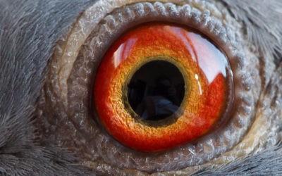 Eyesign – An Alternative View