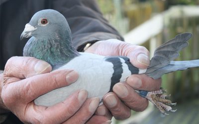 How To Hold A Racing Pigeon