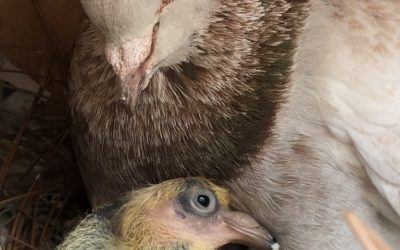 Pigeon Fostering