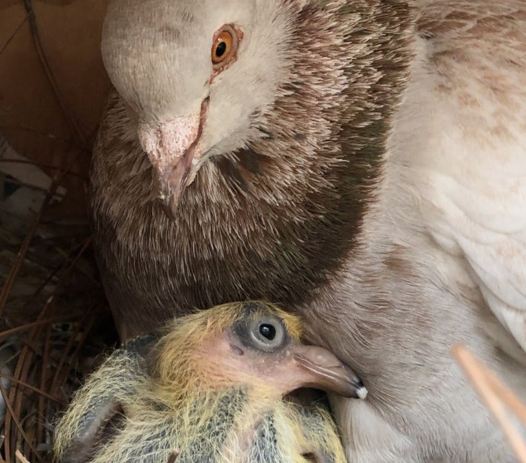 Pigeon Fostering