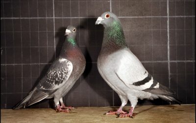 Sexing Racing Pigeons