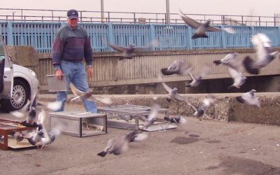 Training Racing Pigeons